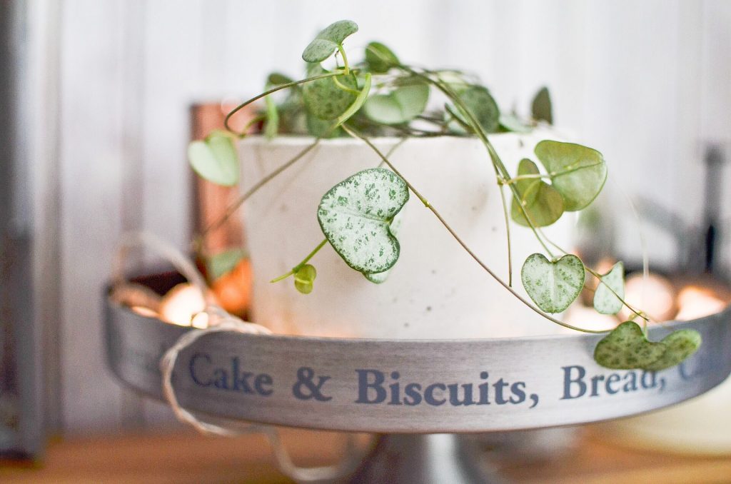 betonnen bloempotten