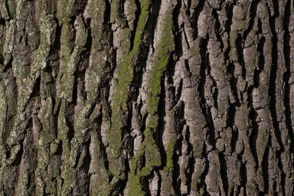 eikenprocessierups enschede